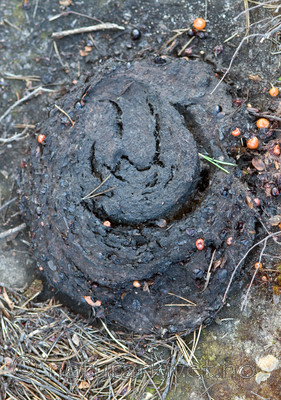 BB 10 0115 / Ursus arctos / Brunbjørn